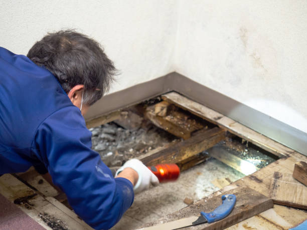 Best Toxic Mold Removal  in Rochester, NH