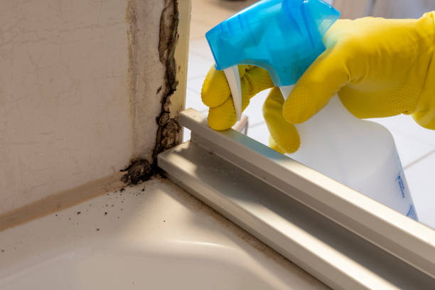 Best Residential Mold Removal  in Rochester, NH