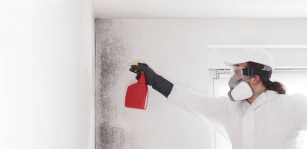 Mold Removal Process in Rochester, NH