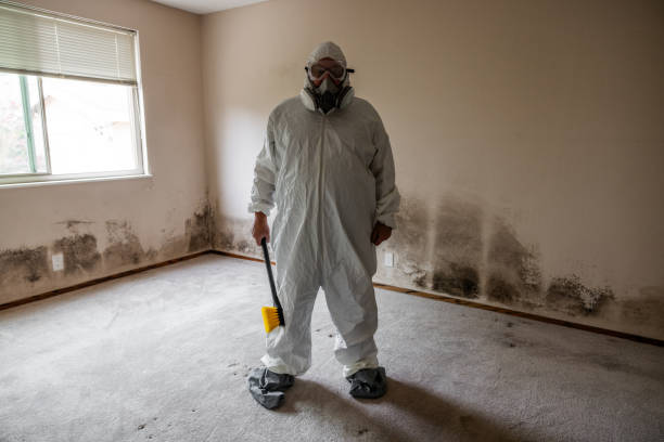 Best Mold Removal Company Near Me  in Rochester, NH
