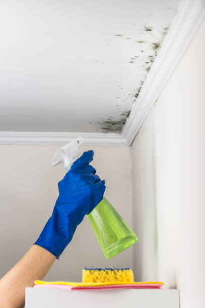 Best Local Mold Removal Service  in Rochester, NH