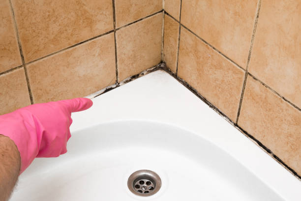 Best Toxic Mold Removal  in Rochester, NH