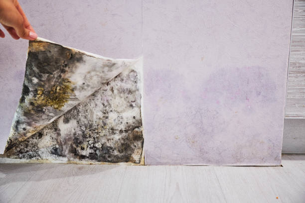 Best Fast Mold Removal  in Rochester, NH